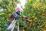 When to Pick Oranges?