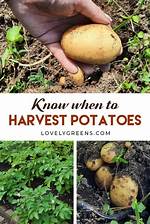 When to Pick Potatoes?