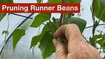 When to Pinch Runner Beans?