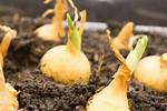 When to Plant Bulbs - When to Plant Tulip, Hyacinth, Daffodil Bulbs