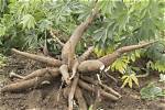 When to Plant Tapioca?