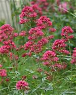 When to Prune Centranthus?
