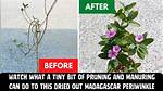 When to Prune Periwinkle?