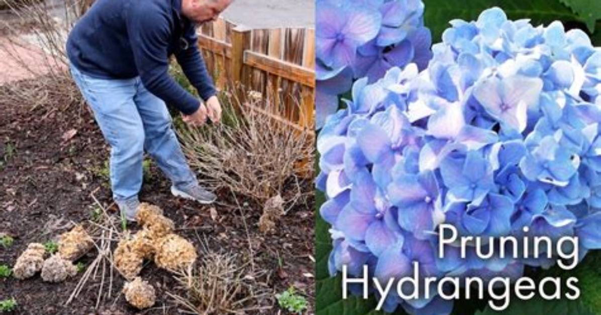 When to Prune Silverleaf Hydrangea?