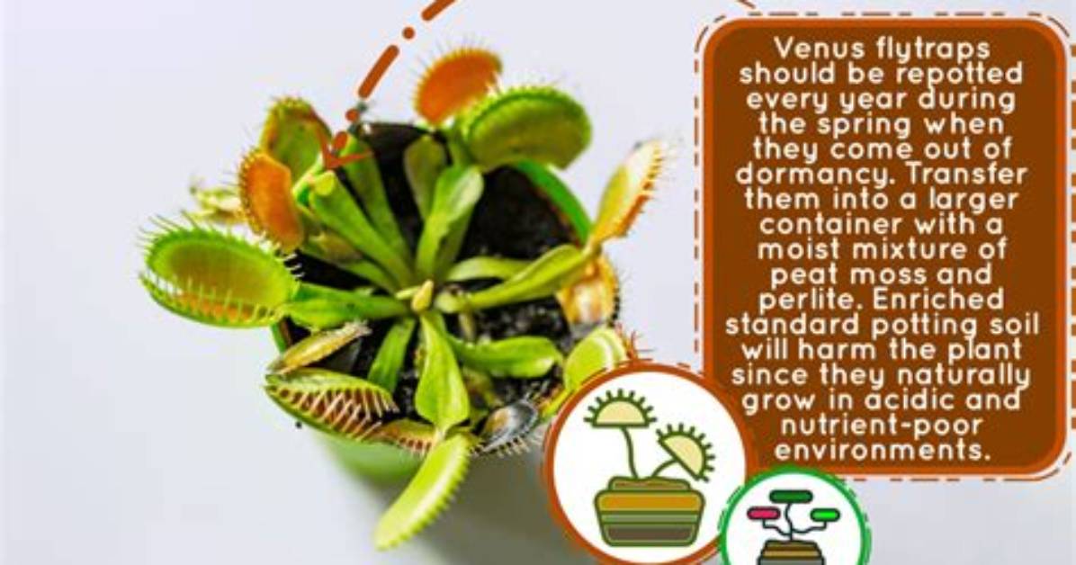 When to Repot a Venus Flytrap?