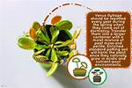 When to Repot a Venus Flytrap?