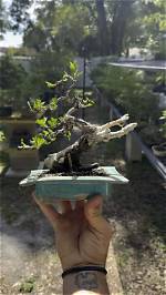 When to Repot Buttonwood?