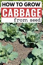 When to Seed Cabbage?