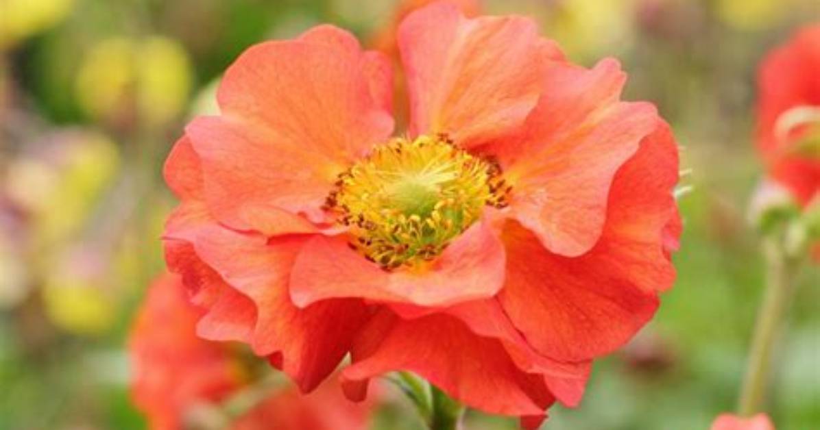 When to Separate Geums?