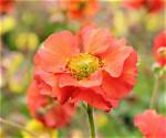 When to Separate Geums?