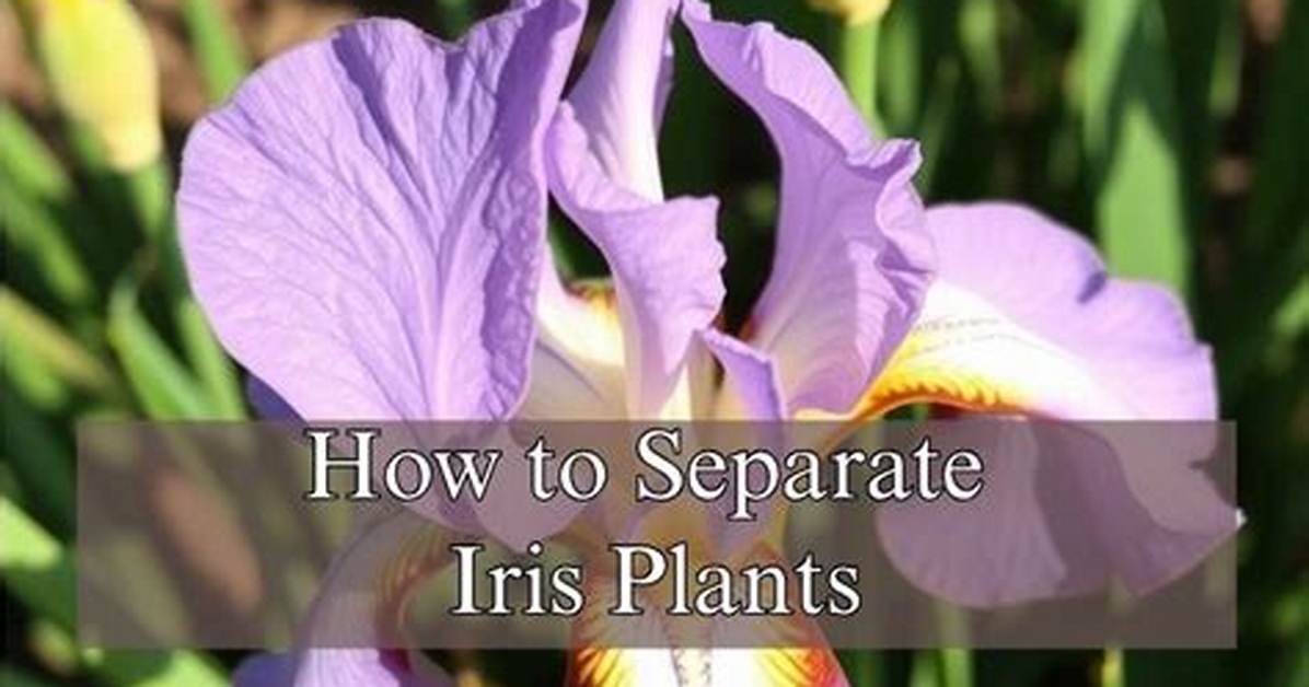 When to Separate Iris?