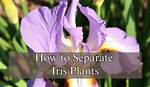 When to Separate Iris?