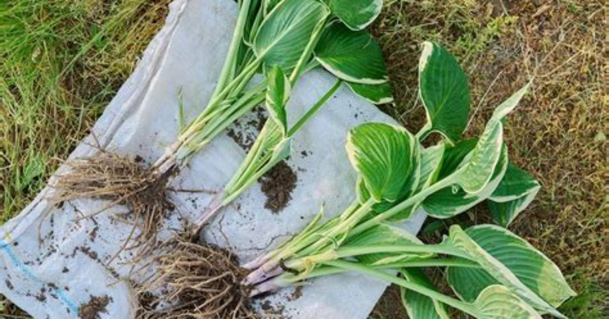 When to Split Hostas?