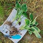 When to Split Hostas?