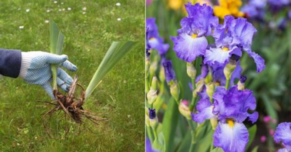 When to Split Irises?