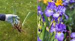 When to Split Irises?
