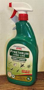 When to Spray Pyrethrum?