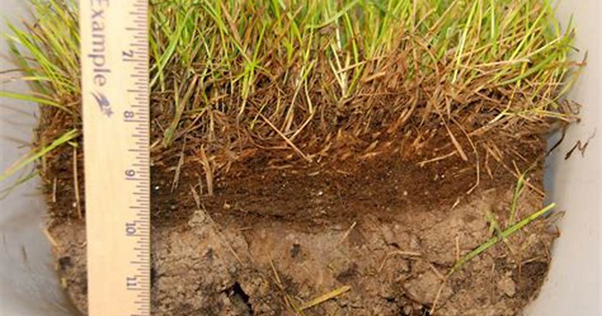 When to Thatch Grass?