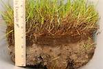 When to Thatch Grass?