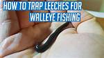 When to Trap Leeches?
