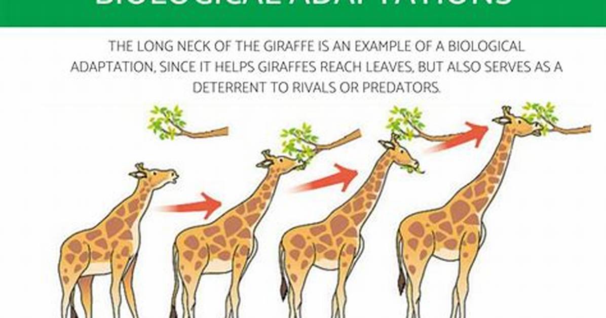When to Use Adaptation?