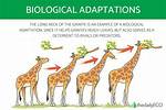 When to Use Adaptation?