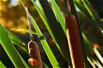When to Use Bulrush?