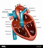 When to Use Heartstrings?