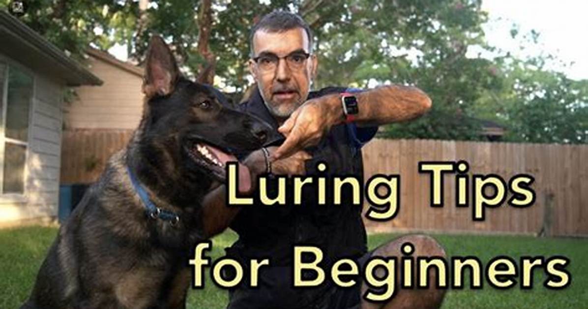 When to Use Luring?
