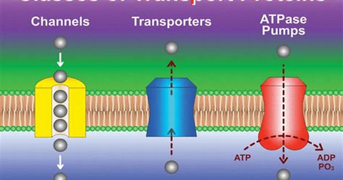 When Transport Proteins Simultaneously?