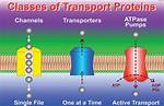 When Transport Proteins Simultaneously?
