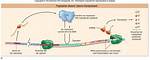 When Tryptophan Is Present?