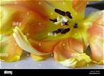When Tulip Petals Fall?