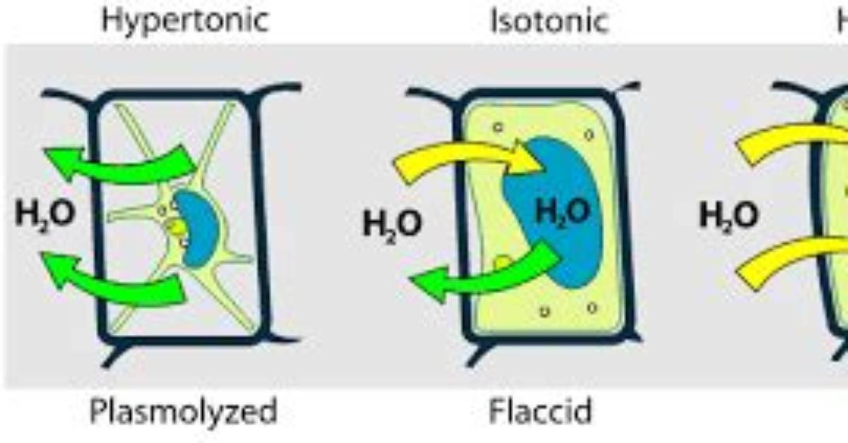 When Turgidity Increases Within?