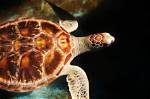 When Turtles Die Do They Float?