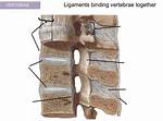 When Vertebrae Rub Together?