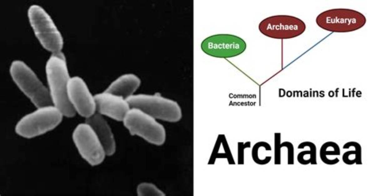 When Was Archaea Made?