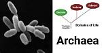 When Was Archaea Made?