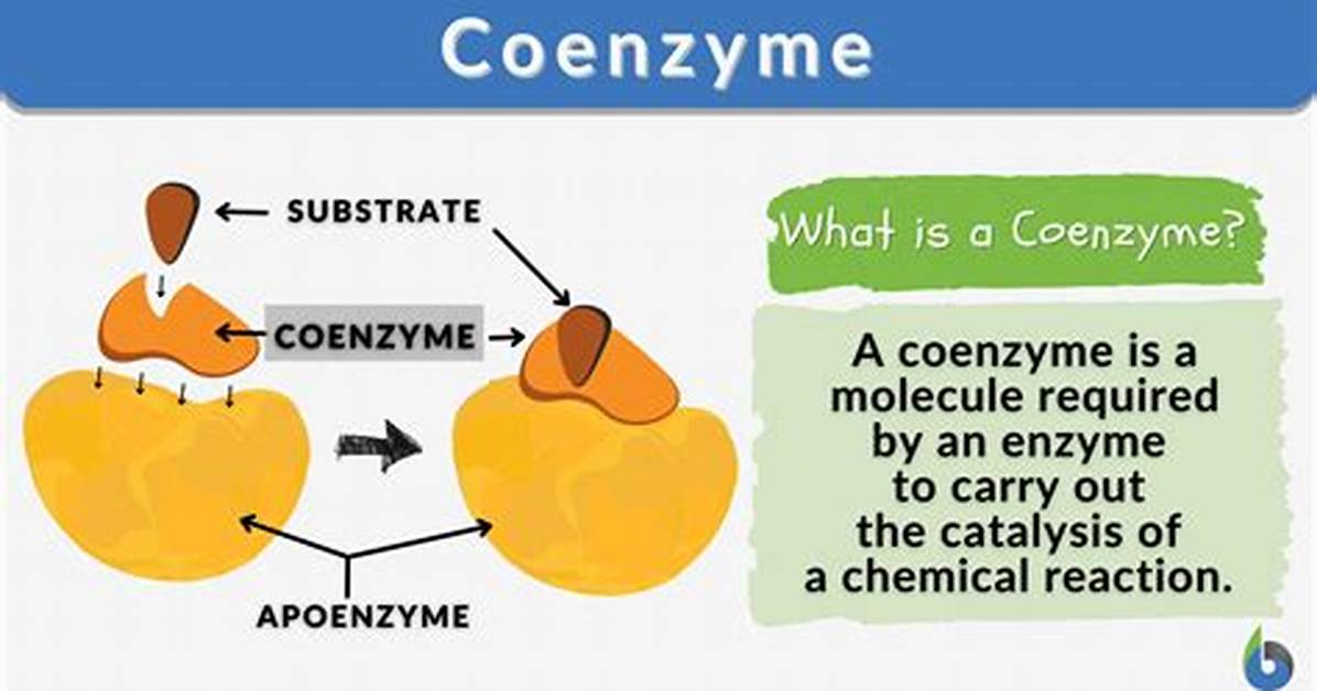 When Was Coenzyme Found?
