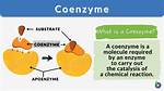 When Was Coenzyme Found?