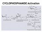 When Was Cyclophosphamide Discovered?