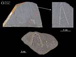 When Was Graptolite Discovered?