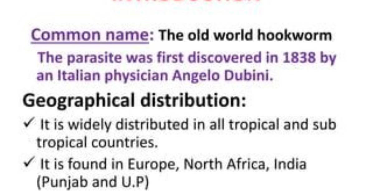 When Was Hookworm First Discovered?