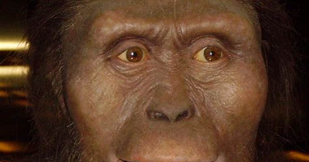 When Was Lucy Discovered?