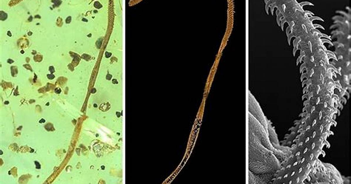 When Was Tapeworm Discovered