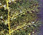 When Was the Bladderwort Discovered?
