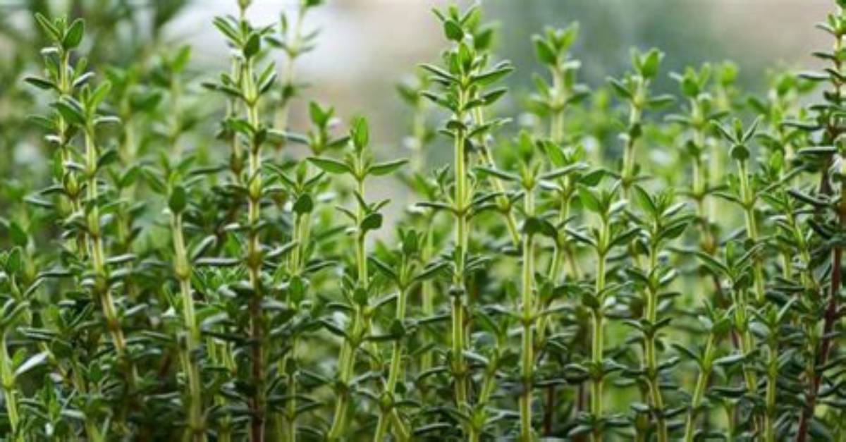 When Was Thyme Discovered