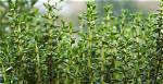 When Was Thyme Discovered
