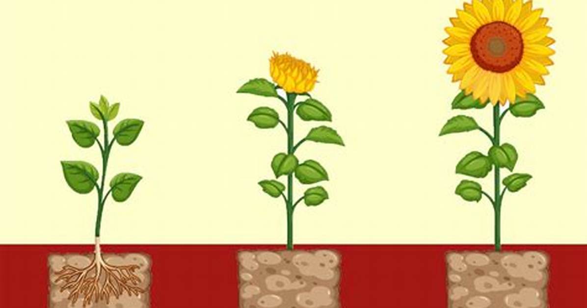 When Was Vernalization Discovered?