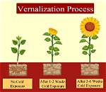 When Was Vernalization Discovered?